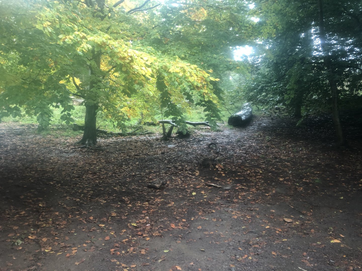 Giant Panda Outdoor Enclosure at Edinburgh Zoo (2020)