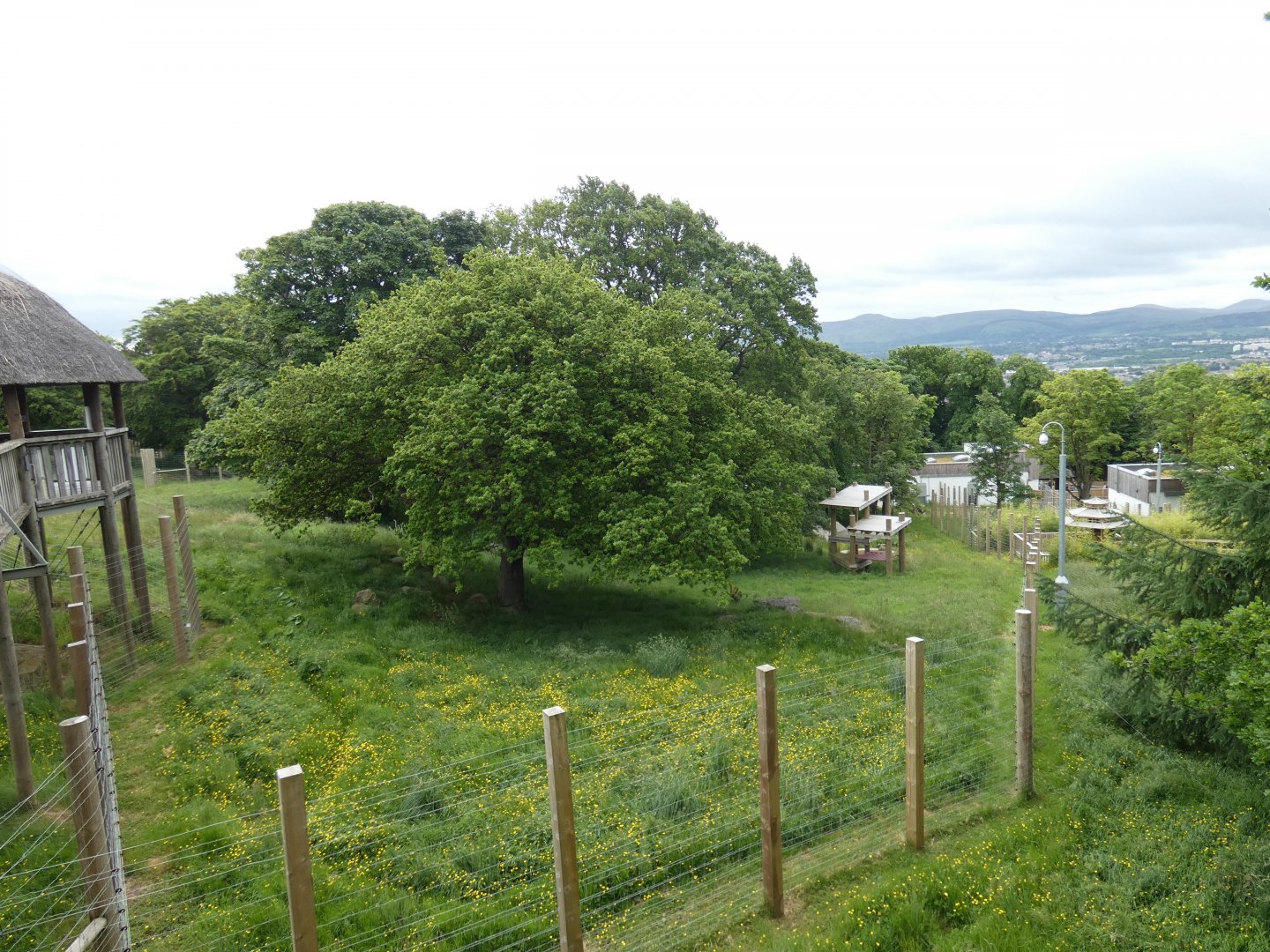 Giant panda outdoor enclosure (Female)