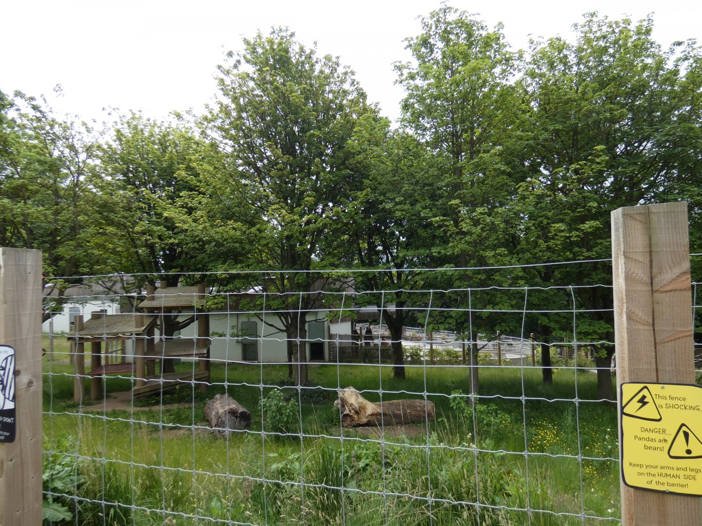 Giant panda outdoor enclosure (Male)