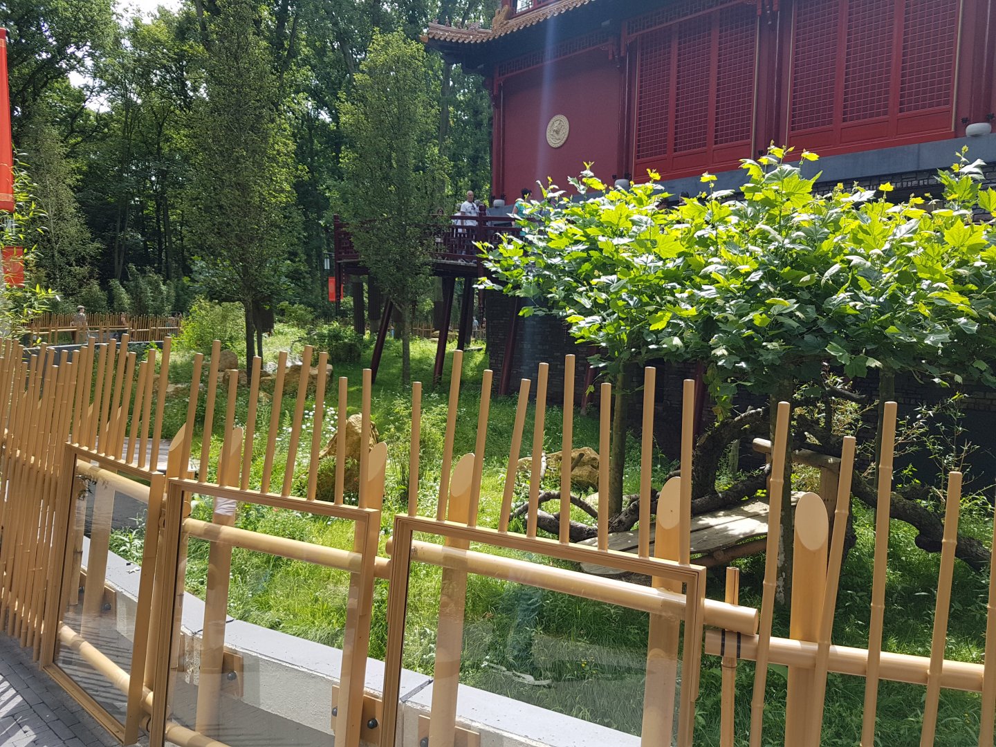 Giant panda outdoor-enclosure
