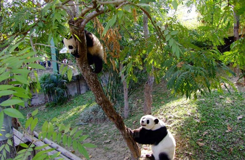 Giant Panda Outdoor Exhibit Area