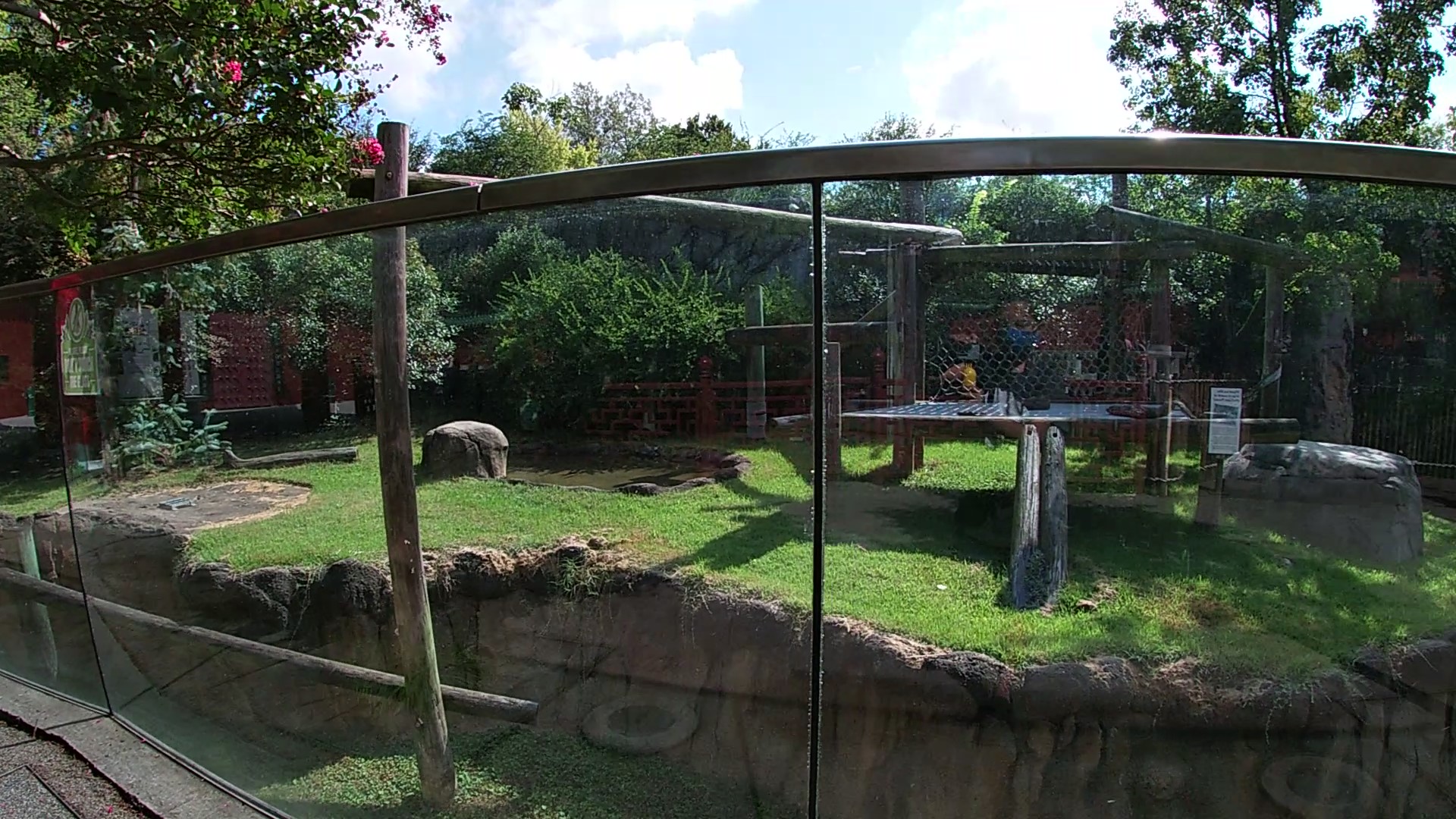Giant Panda Outdoor Exhibit, China, Aug. 2020
