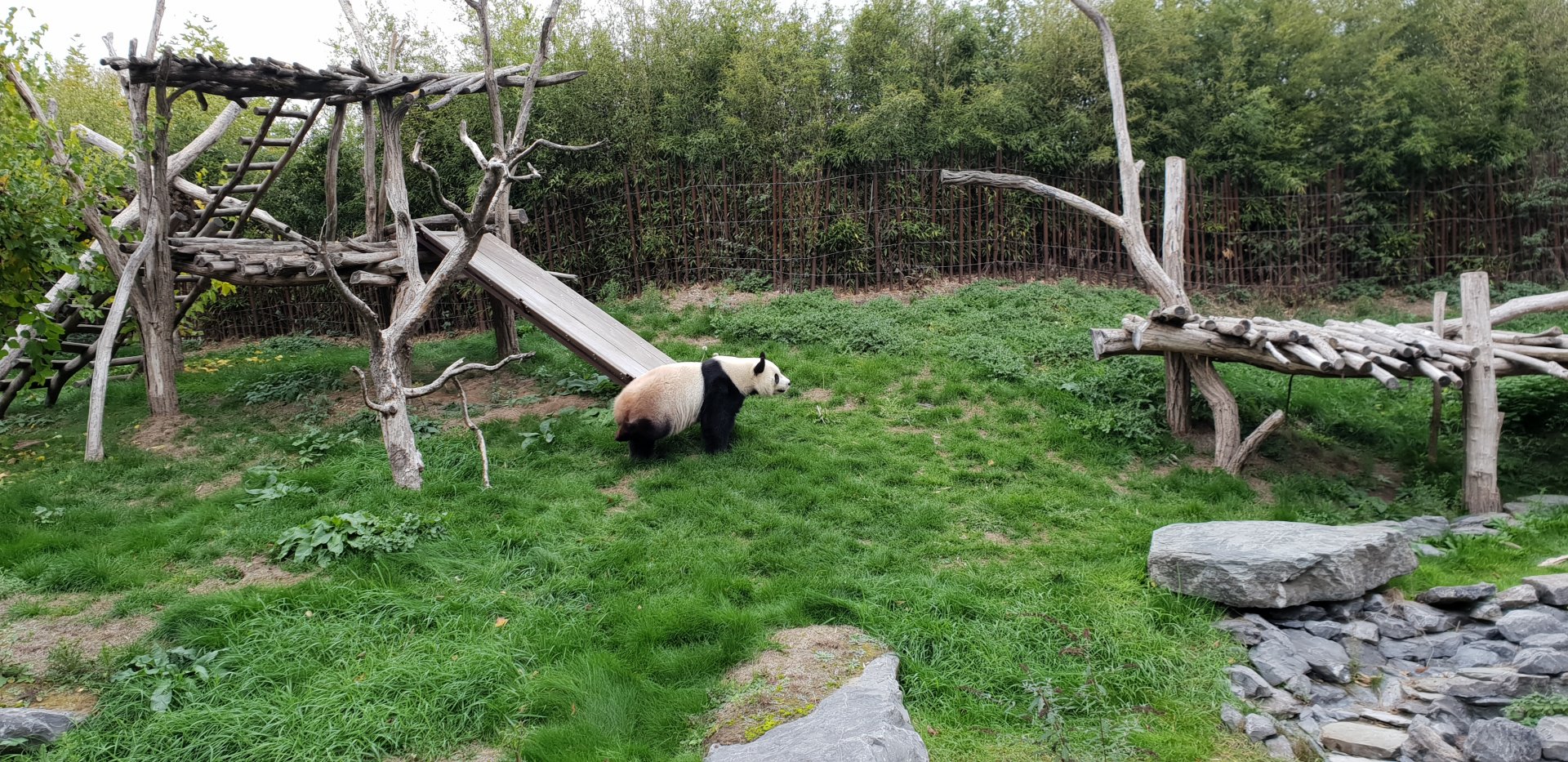 Giant Panda outdoor