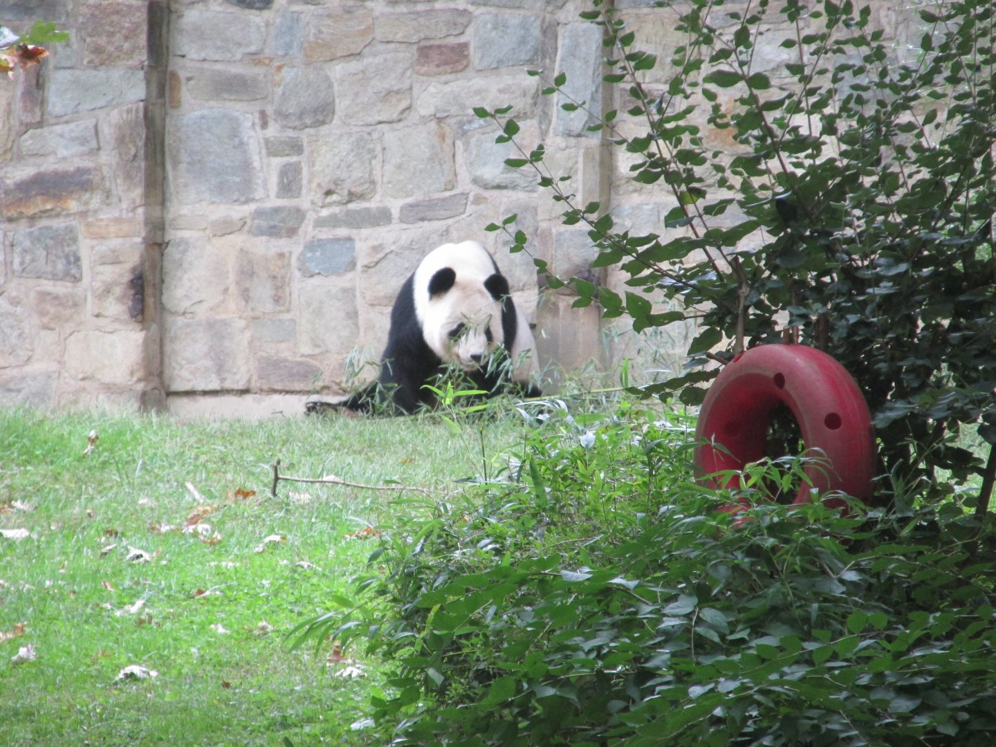 giant panda outdoors