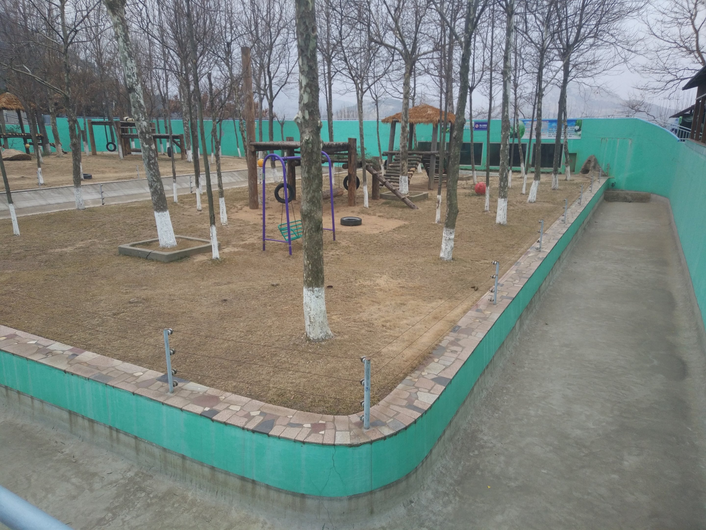 Giant Panda Outdoors