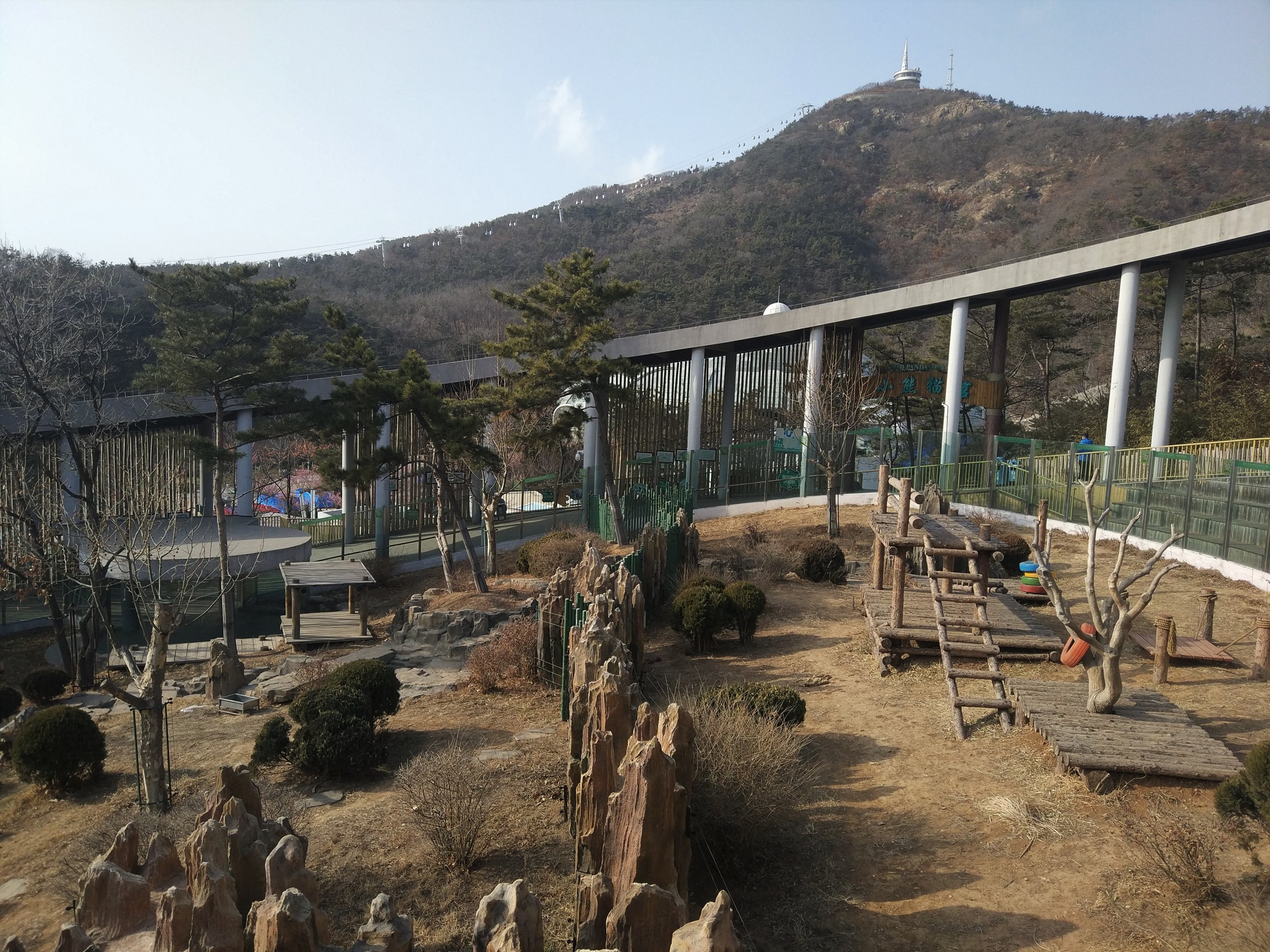 Giant Panda Outdoors