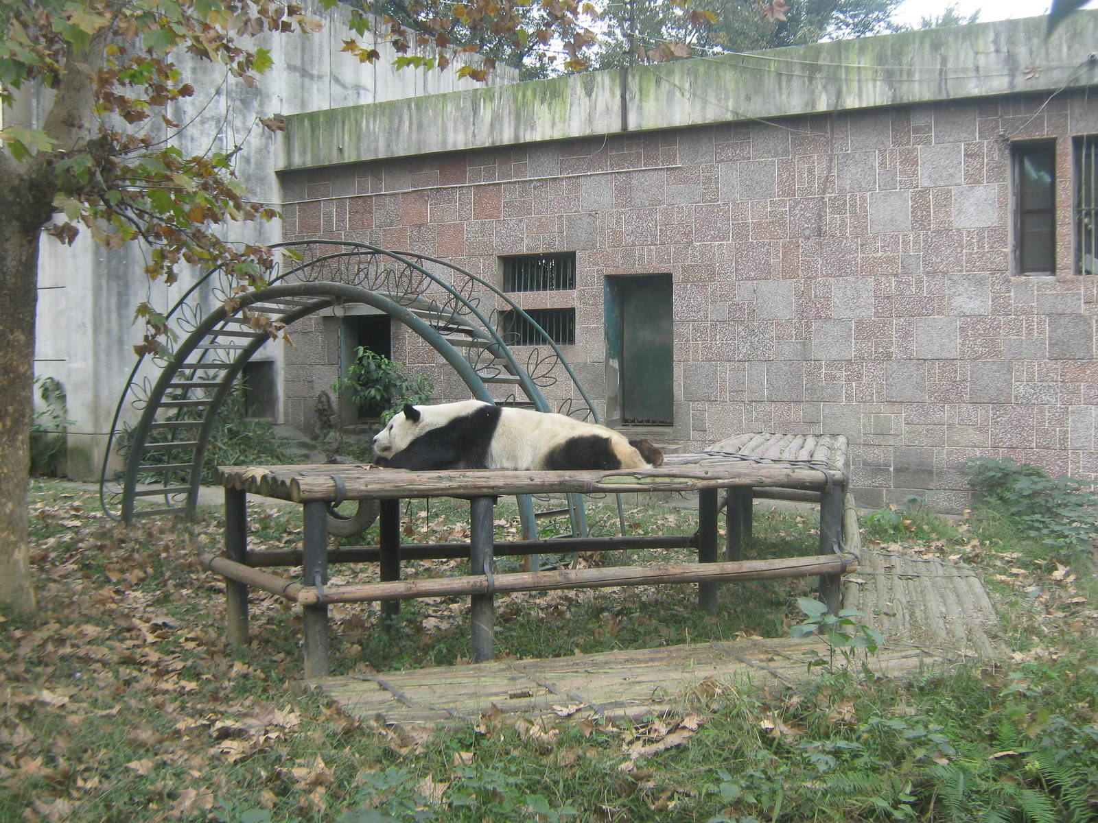 giant panda, outside enclosure