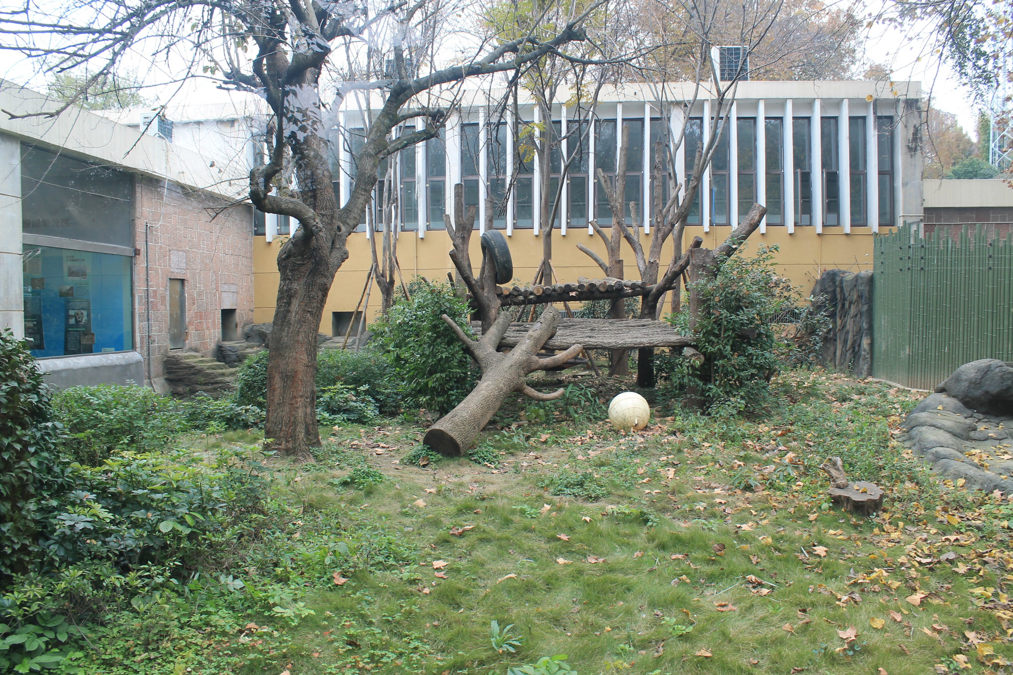 Giant Panda outside enclosure