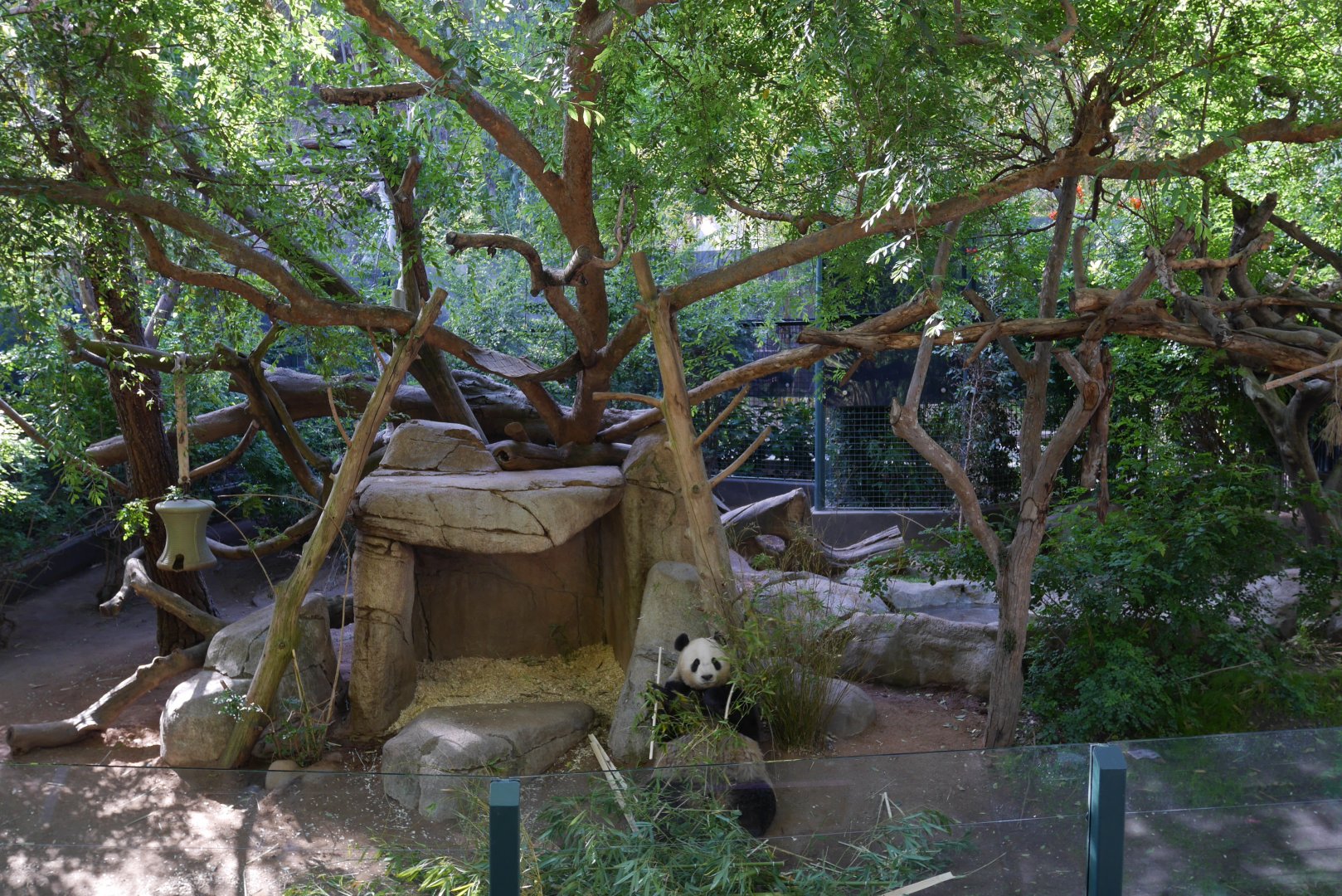 Giant Panda, Panda Trek - My First US Zoo Trip