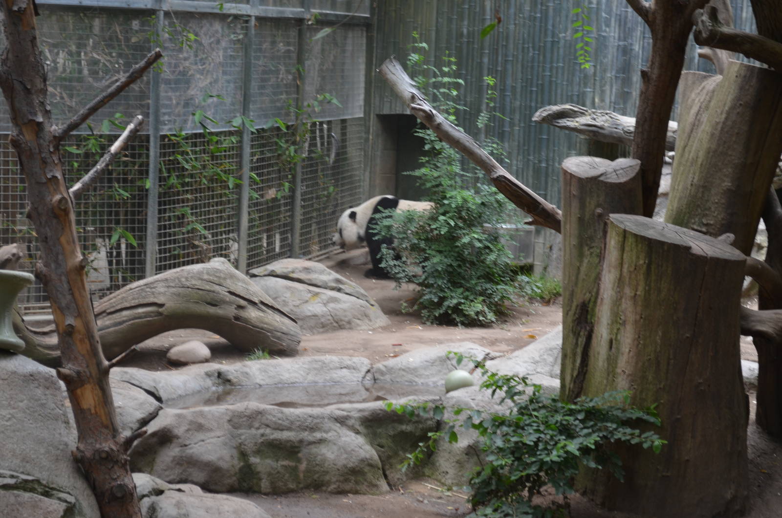 Giant Panda - Panda Trek