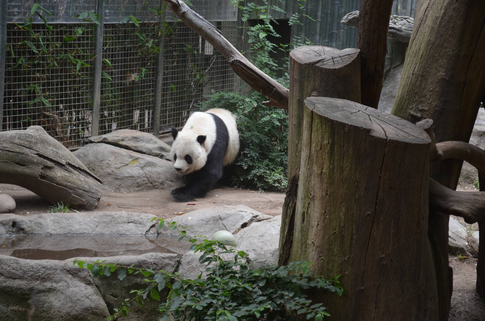 Giant Panda - Panda Trek