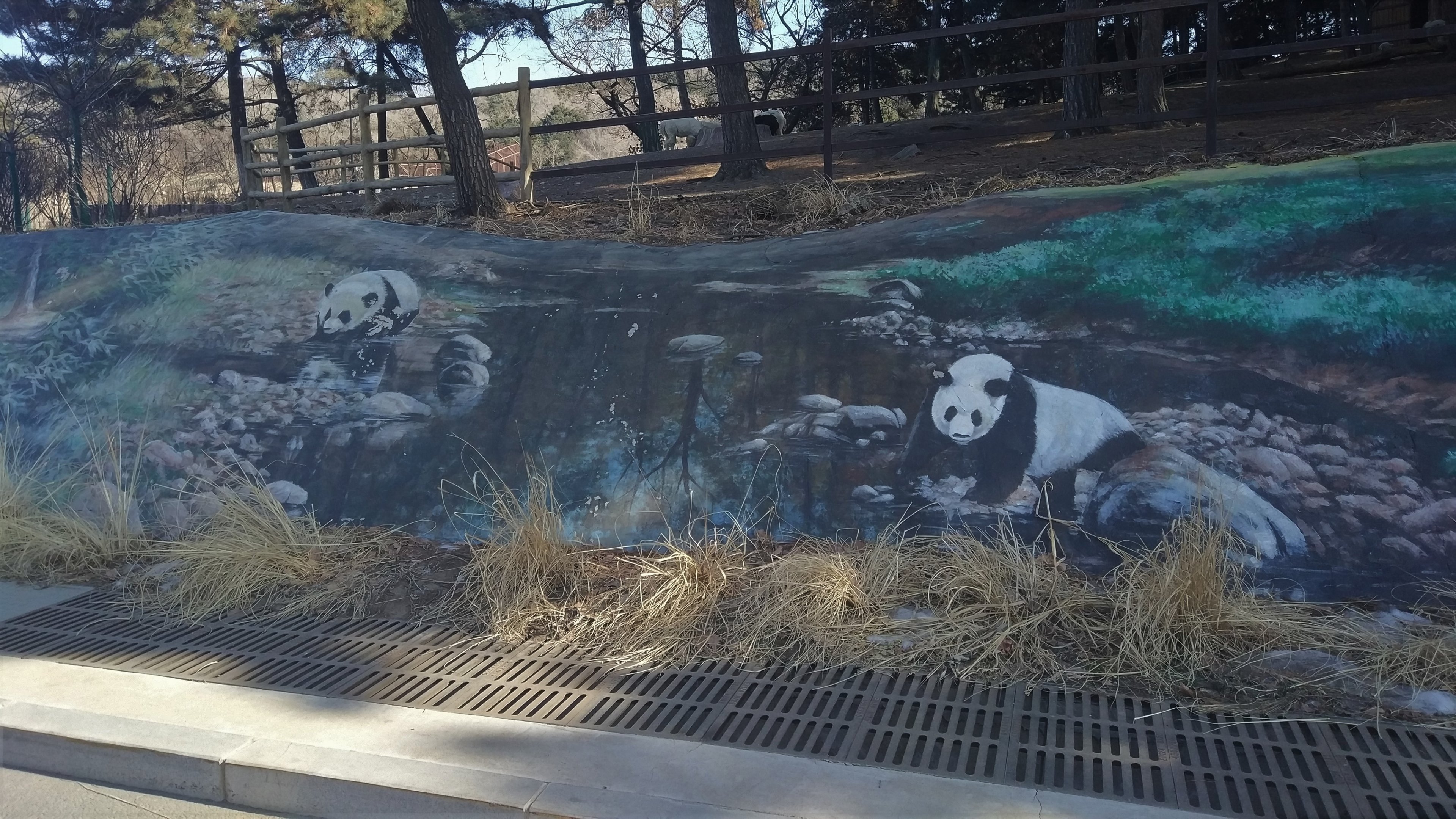 Giant Panda Rock Mural