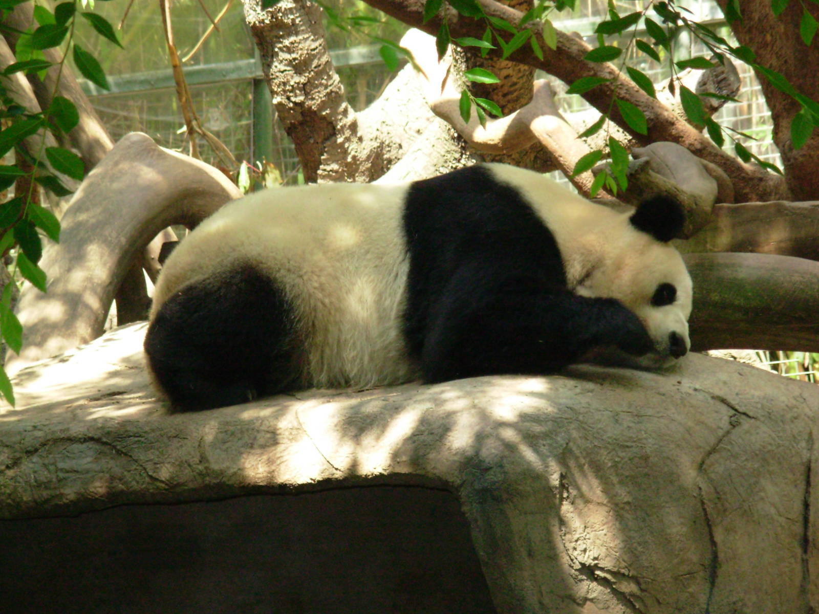 Giant Panda - San Diego Zoo