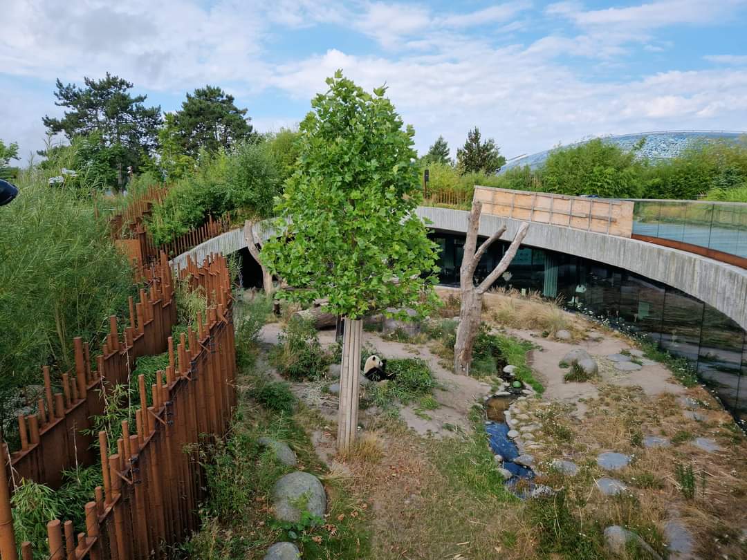 Giant Panda second exhibit