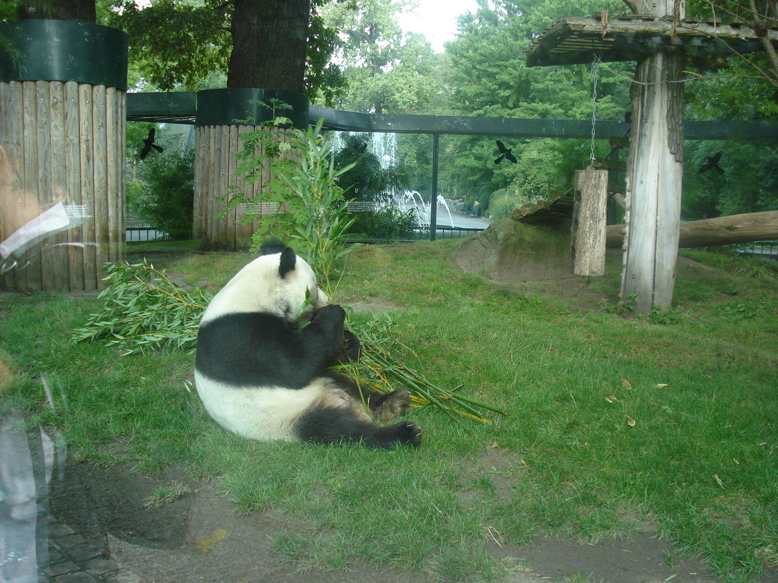 Giant Panda, september 2008