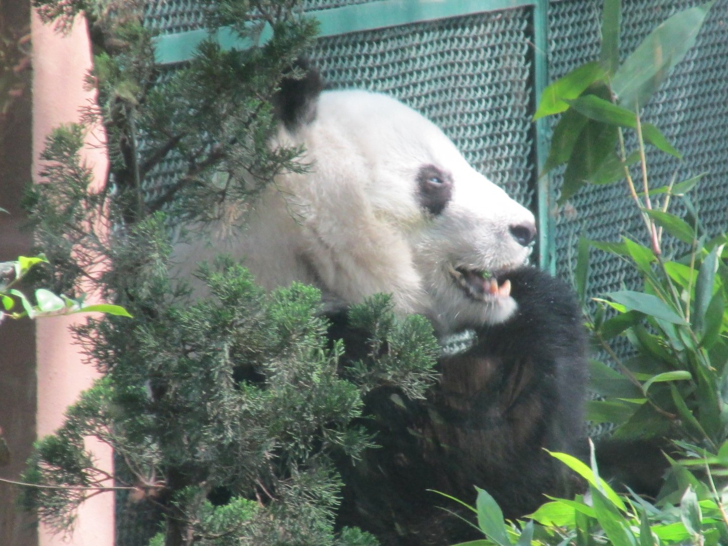 giant panda shaun shaun
