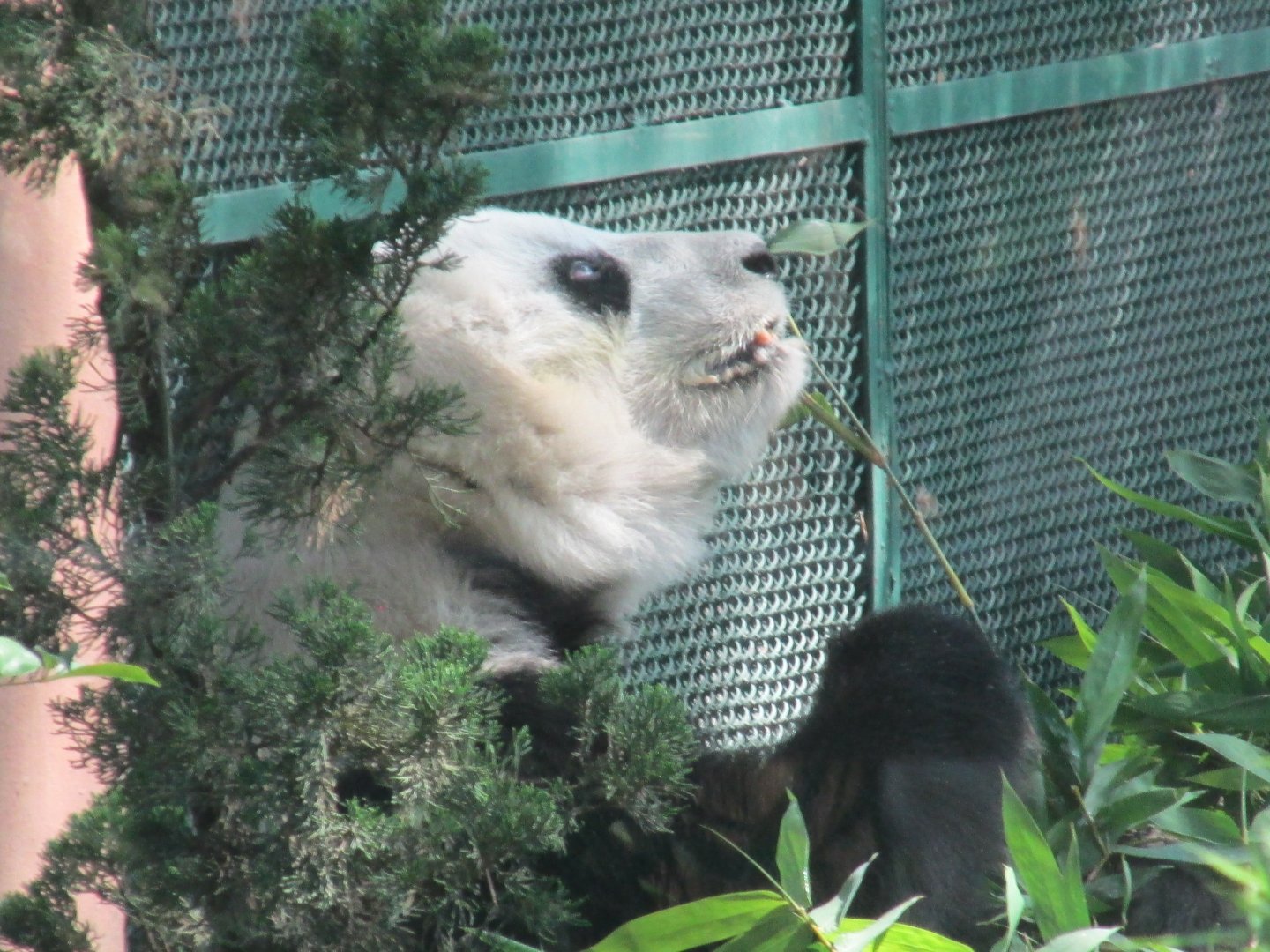giant panda shuan shuan