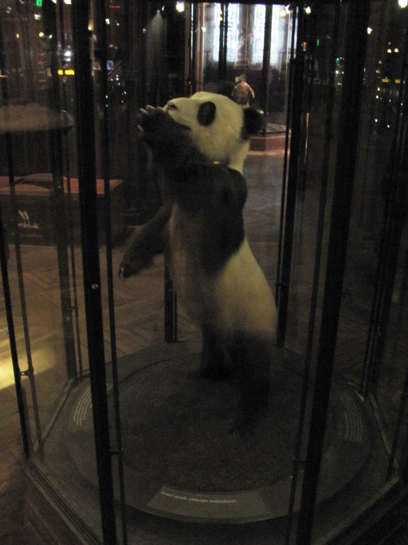 Giant Panda Side View