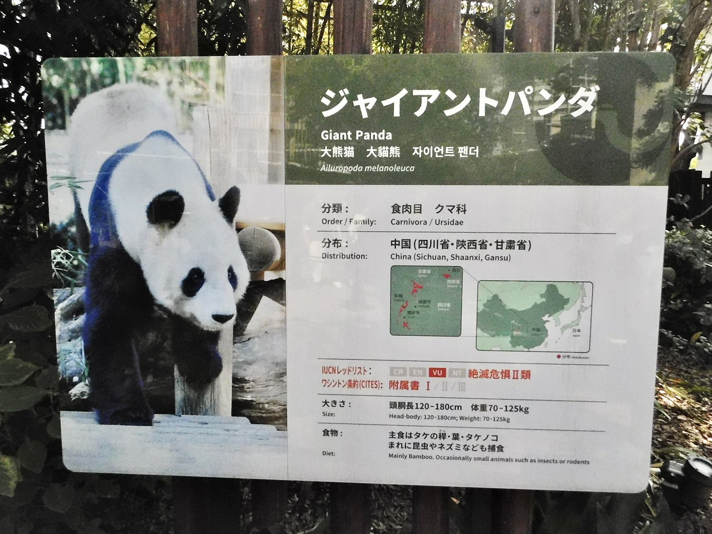 Giant Panda Signage October 18, 2025