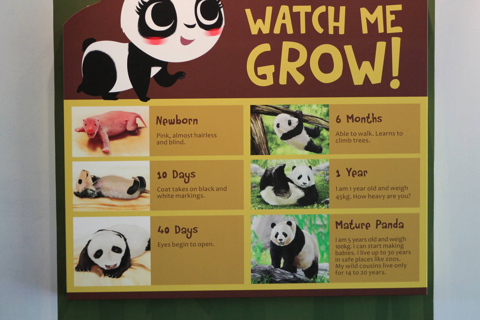 giant panda signage