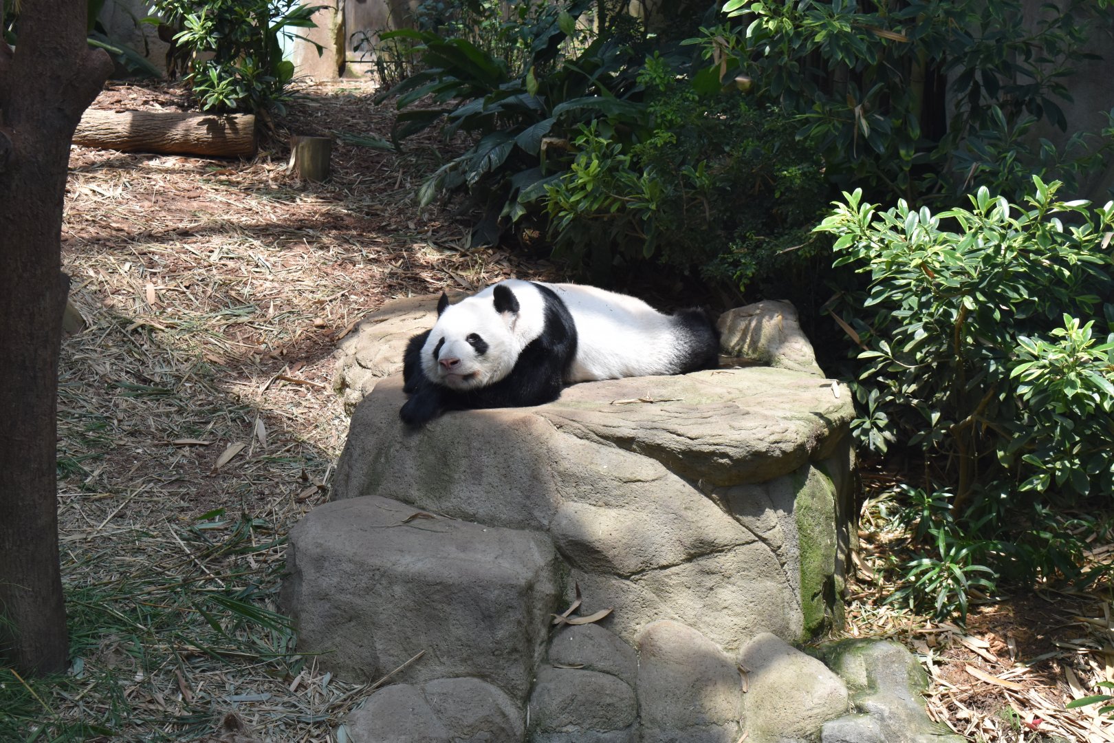 Giant Panda ~ Singapore River Wonders
