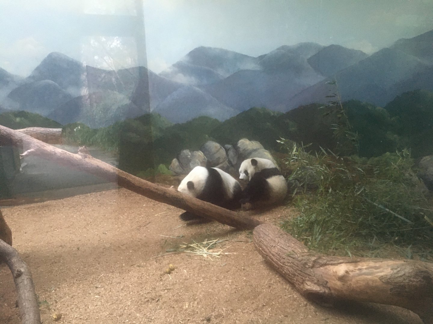Giant panda sisters