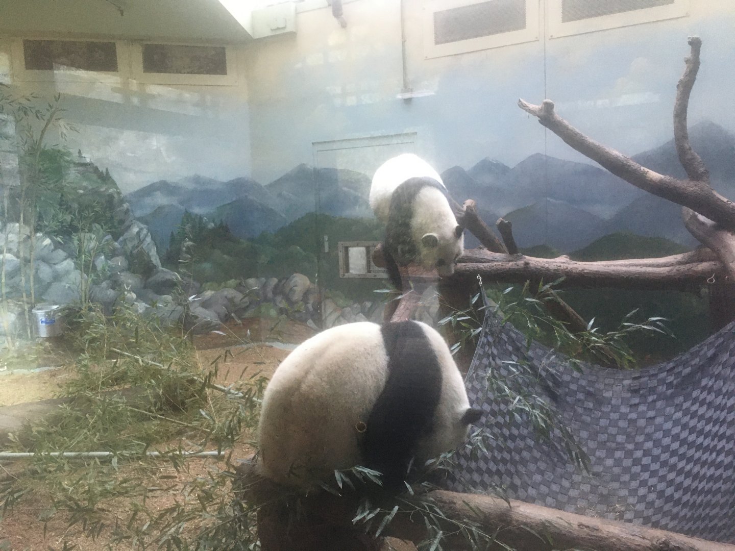 giant panda sisters