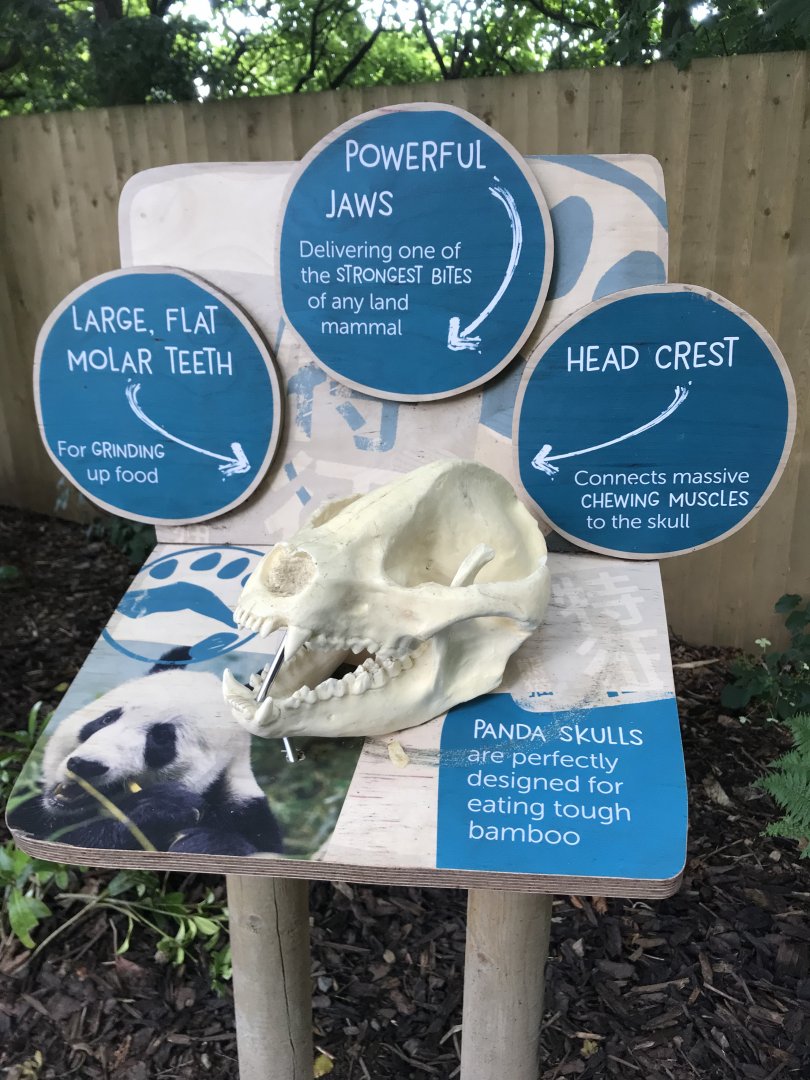 Giant panda skull signage