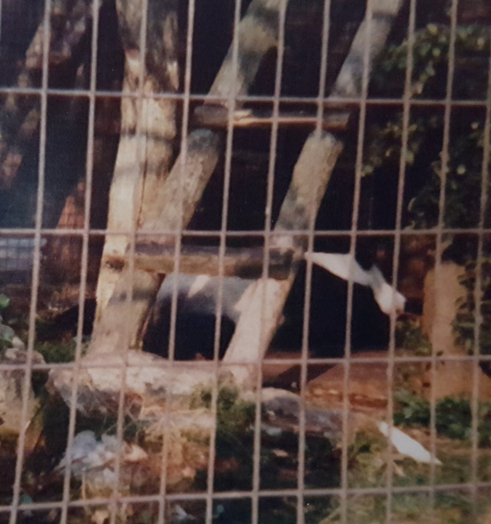 Giant panda sleeping