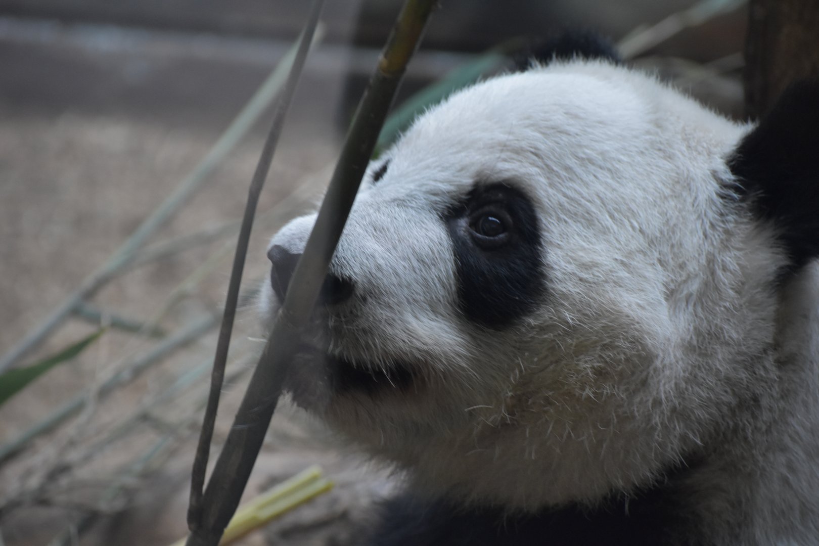 Giant Panda Sniffing