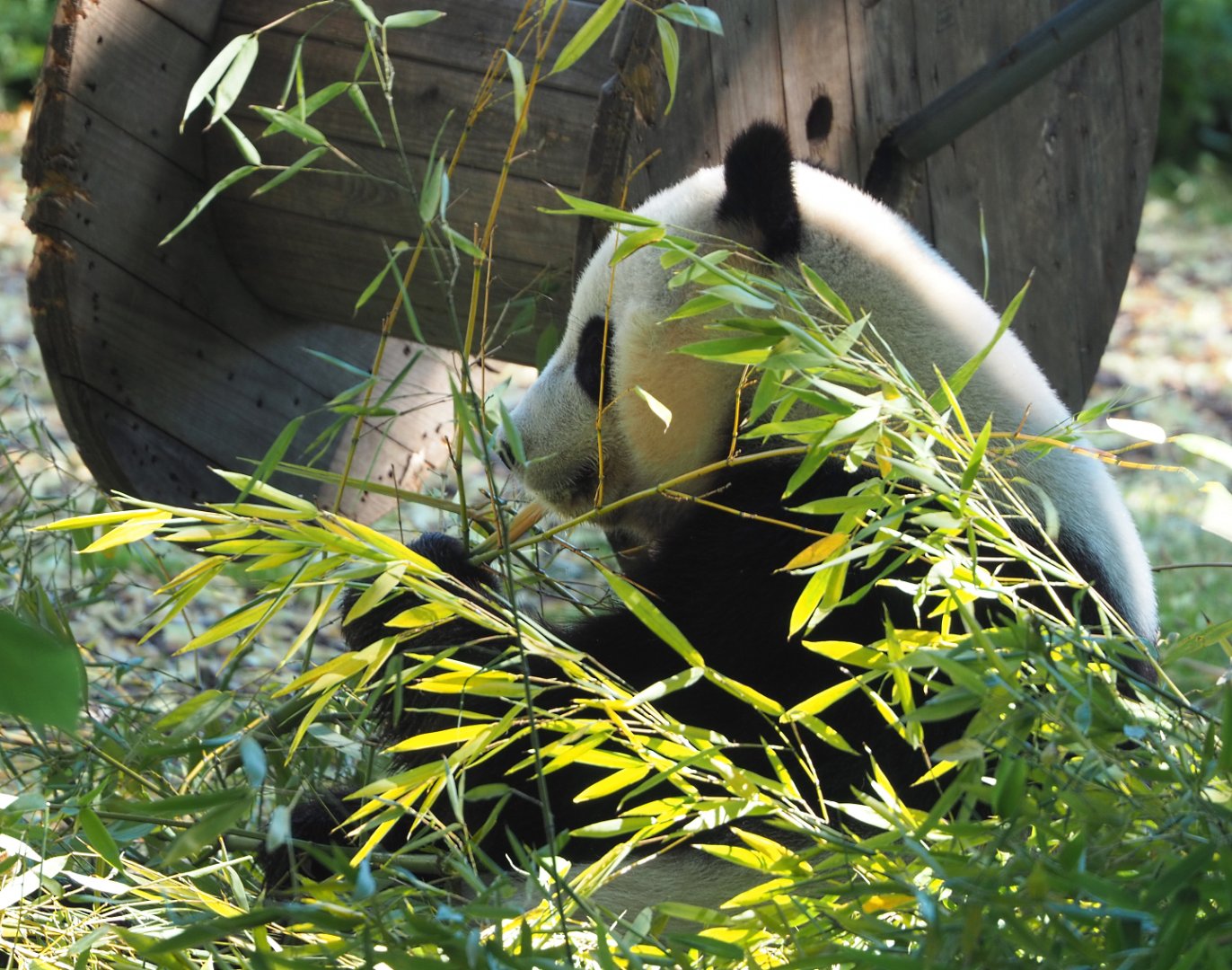 Giant panda Tian Bao (Ailuropoda melanoleuca), 2022-06-28