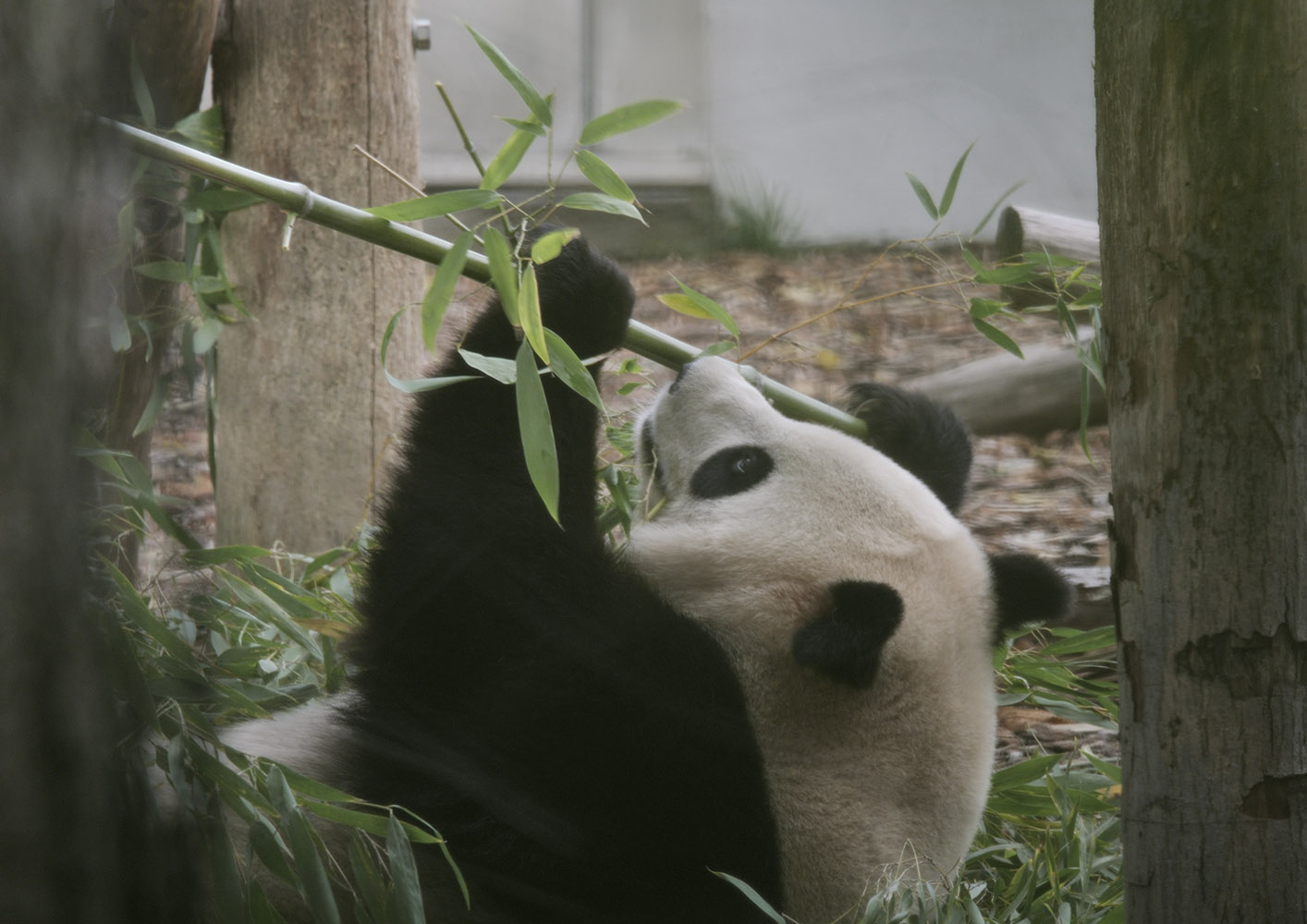 Giant panda, Tian Bao