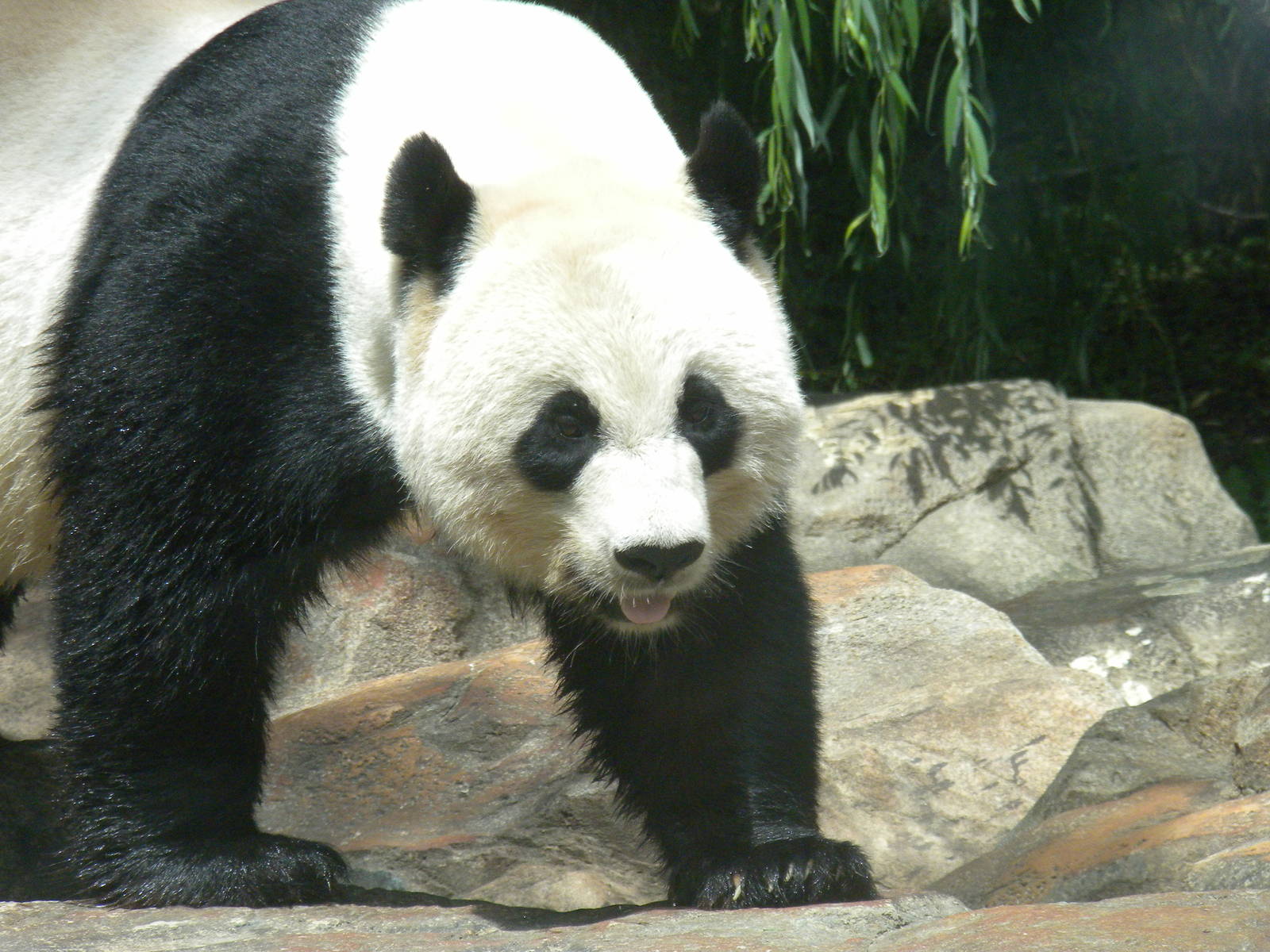 Giant Panda Tian Tian [Asia Trail]