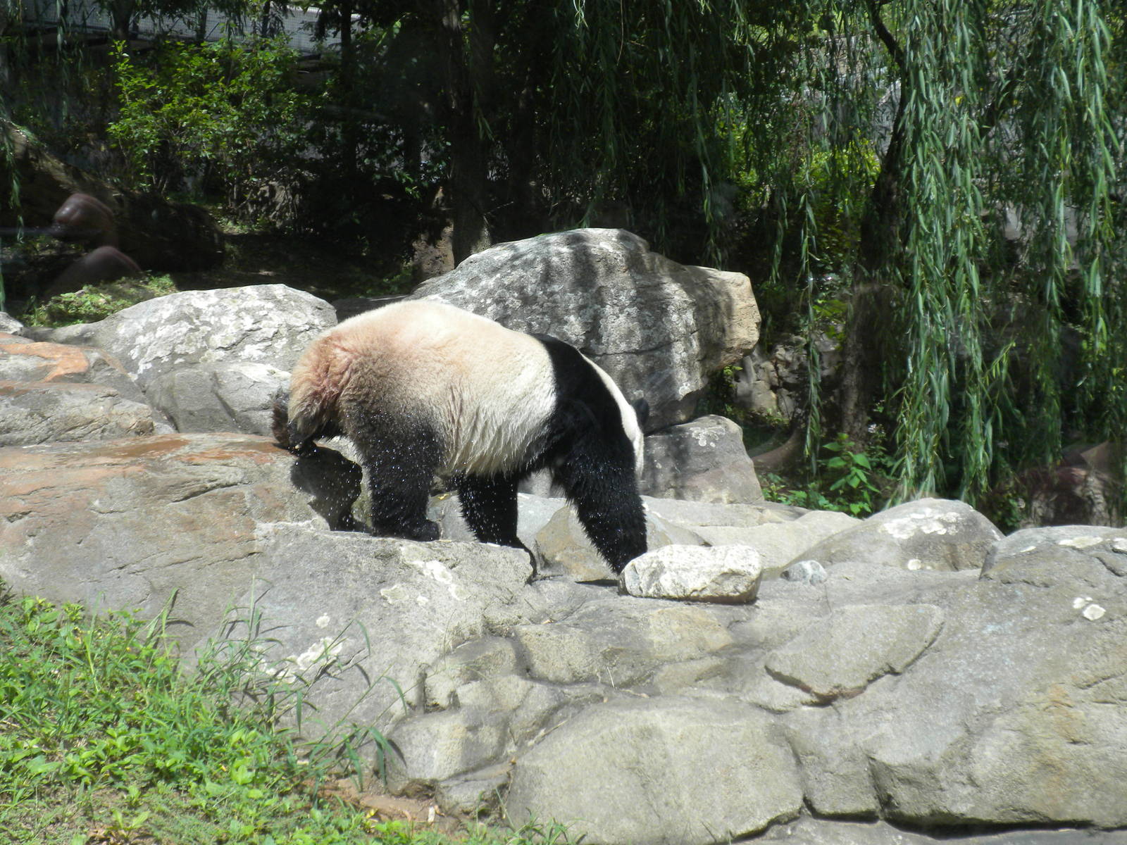Giant Panda Tian Tian  [Asia Trail]