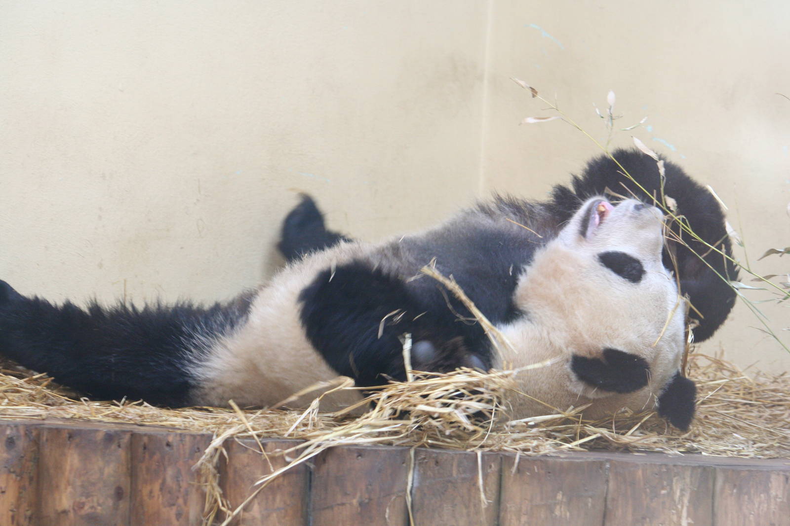 Giant panda 'Tian Tian'