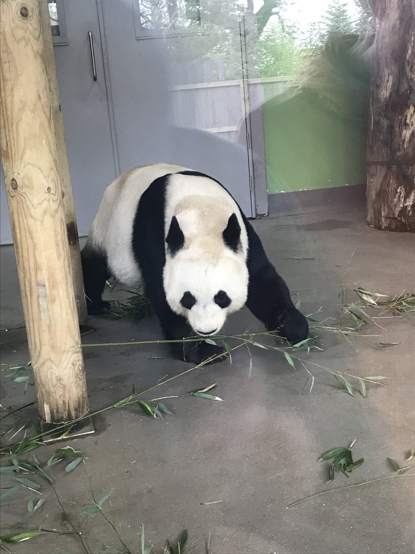 Giant panda “Tian Tian”