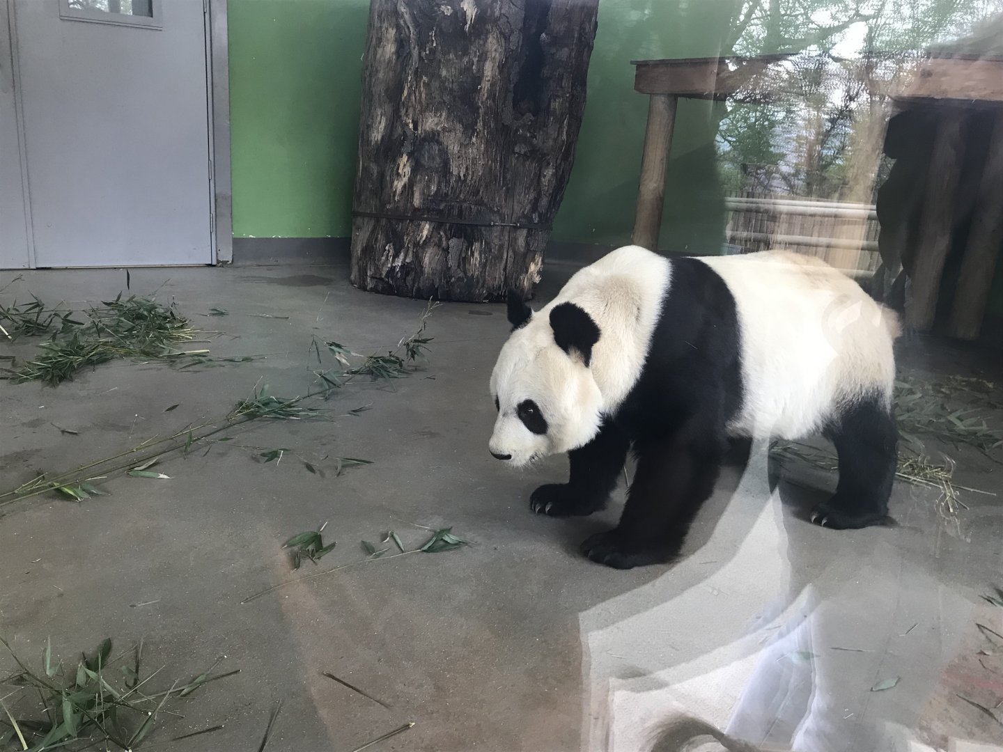 Giant panda “Tian Tian”