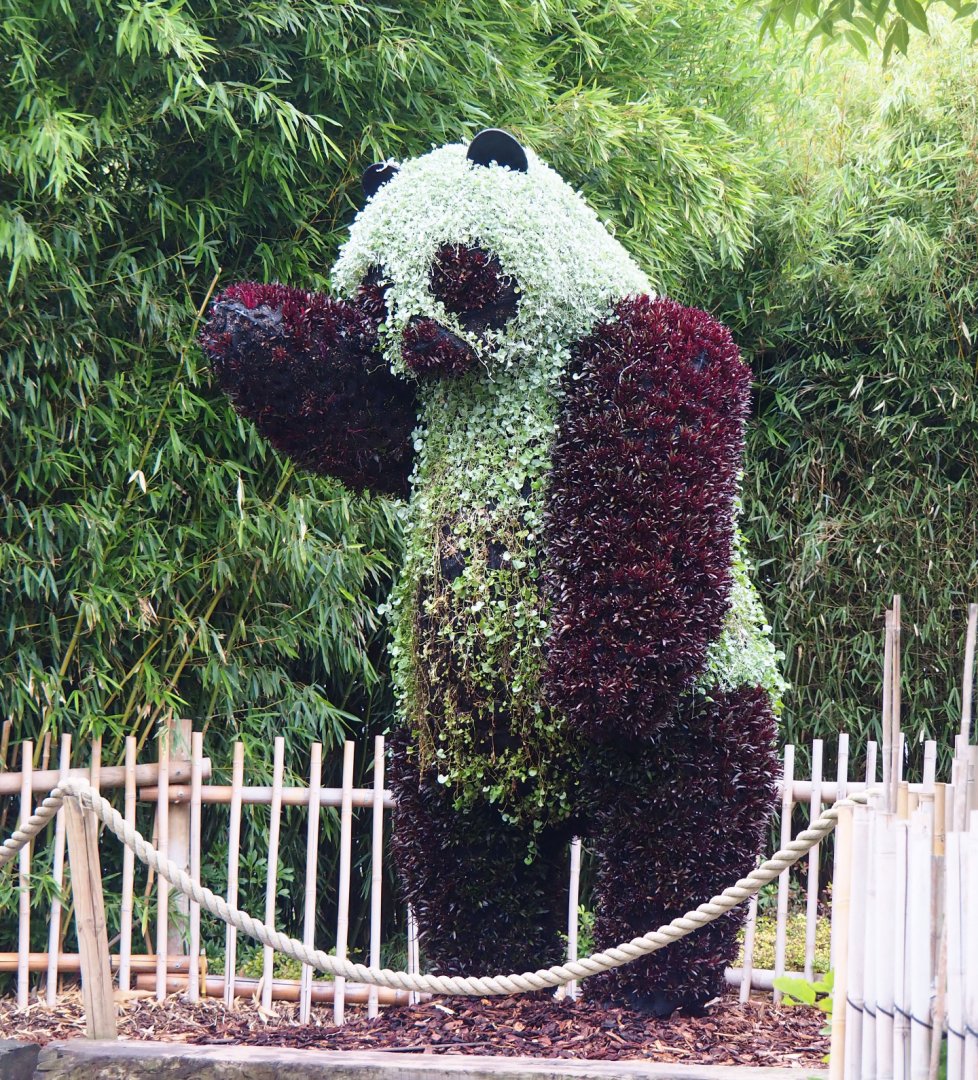 Giant panda topiary, 2020-09-03