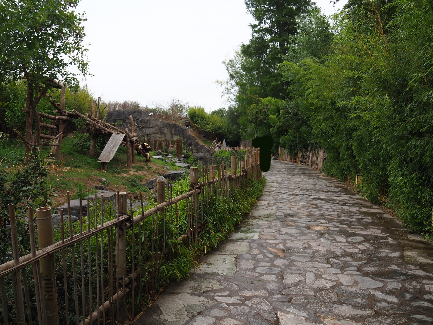 Giant panda viewing area, 2020-09-03