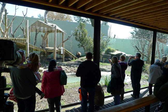 giant panda viewing