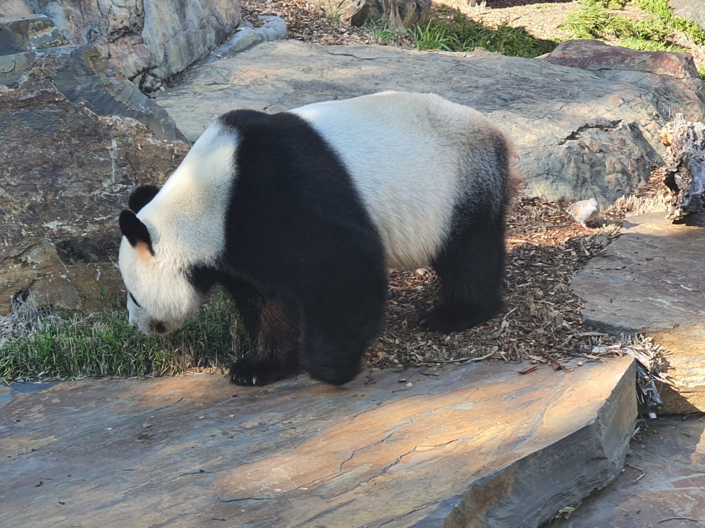 Giant Panda Wang Wang