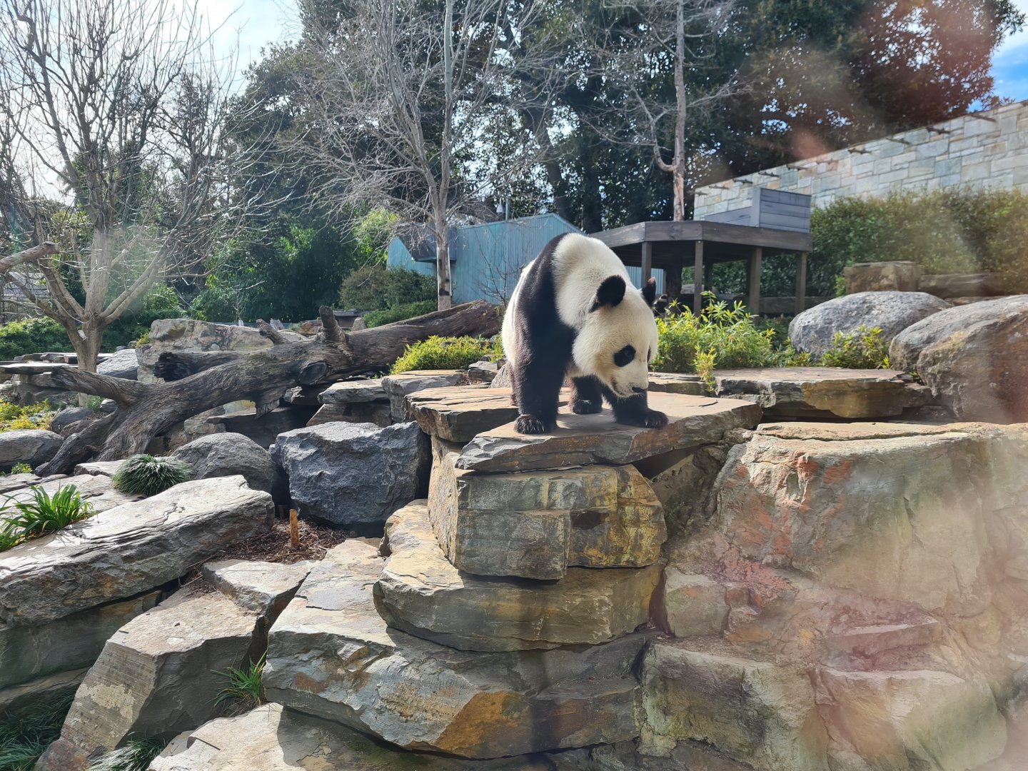 Giant Panda Wang Wang