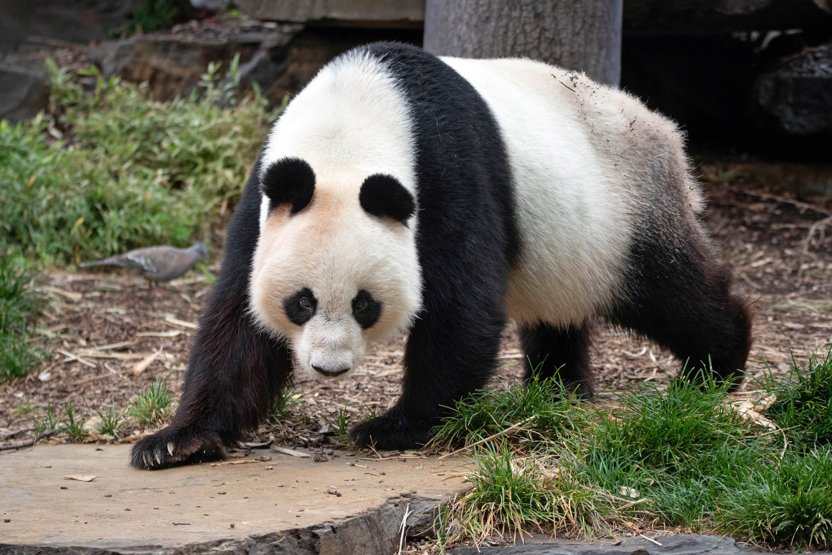Giant panda 'Wang Wang'
