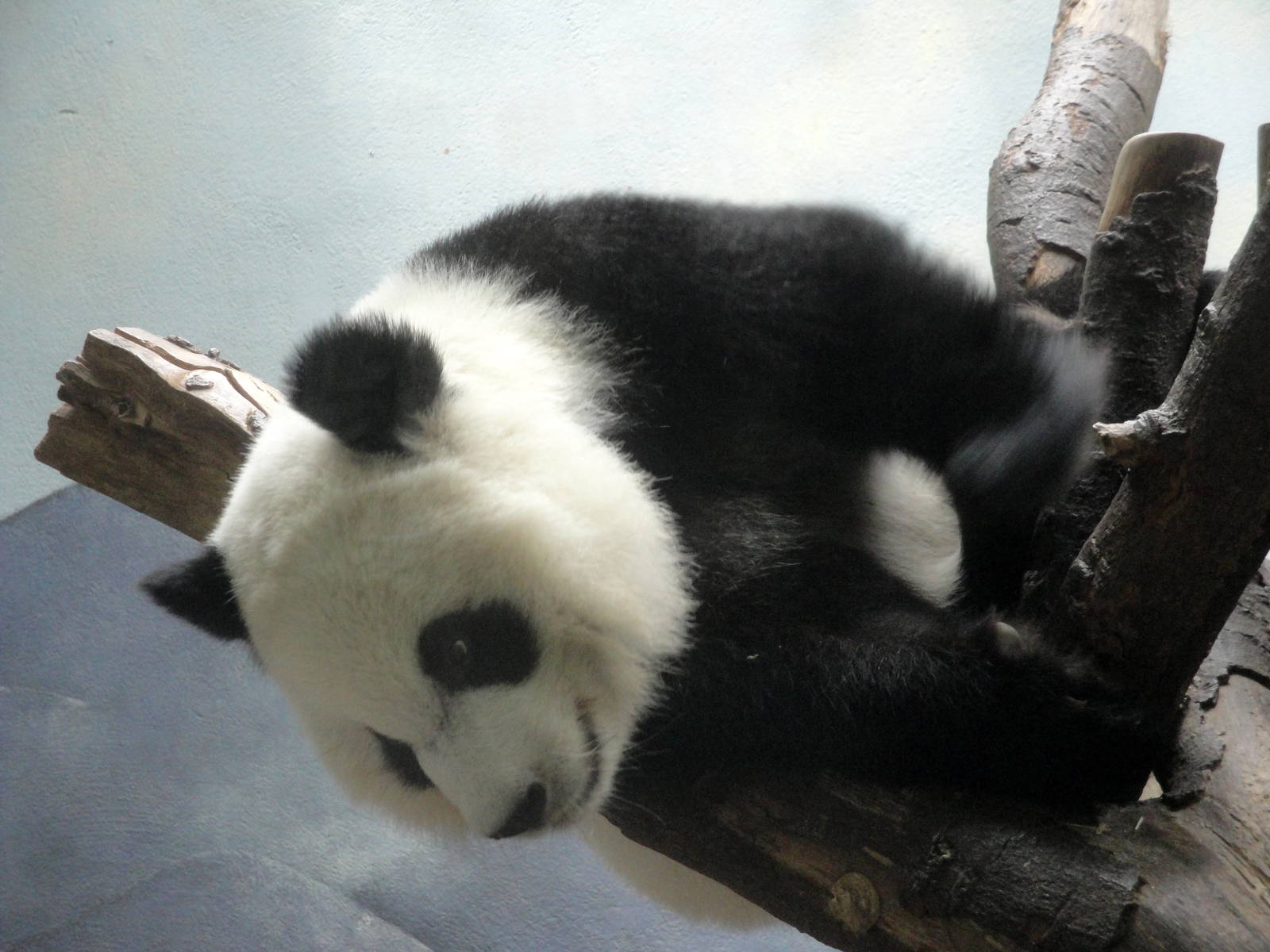 Giant Panda - Xi Lan