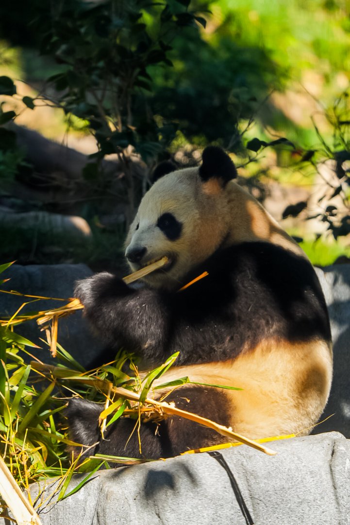 Giant Panda (Xin Bao)
