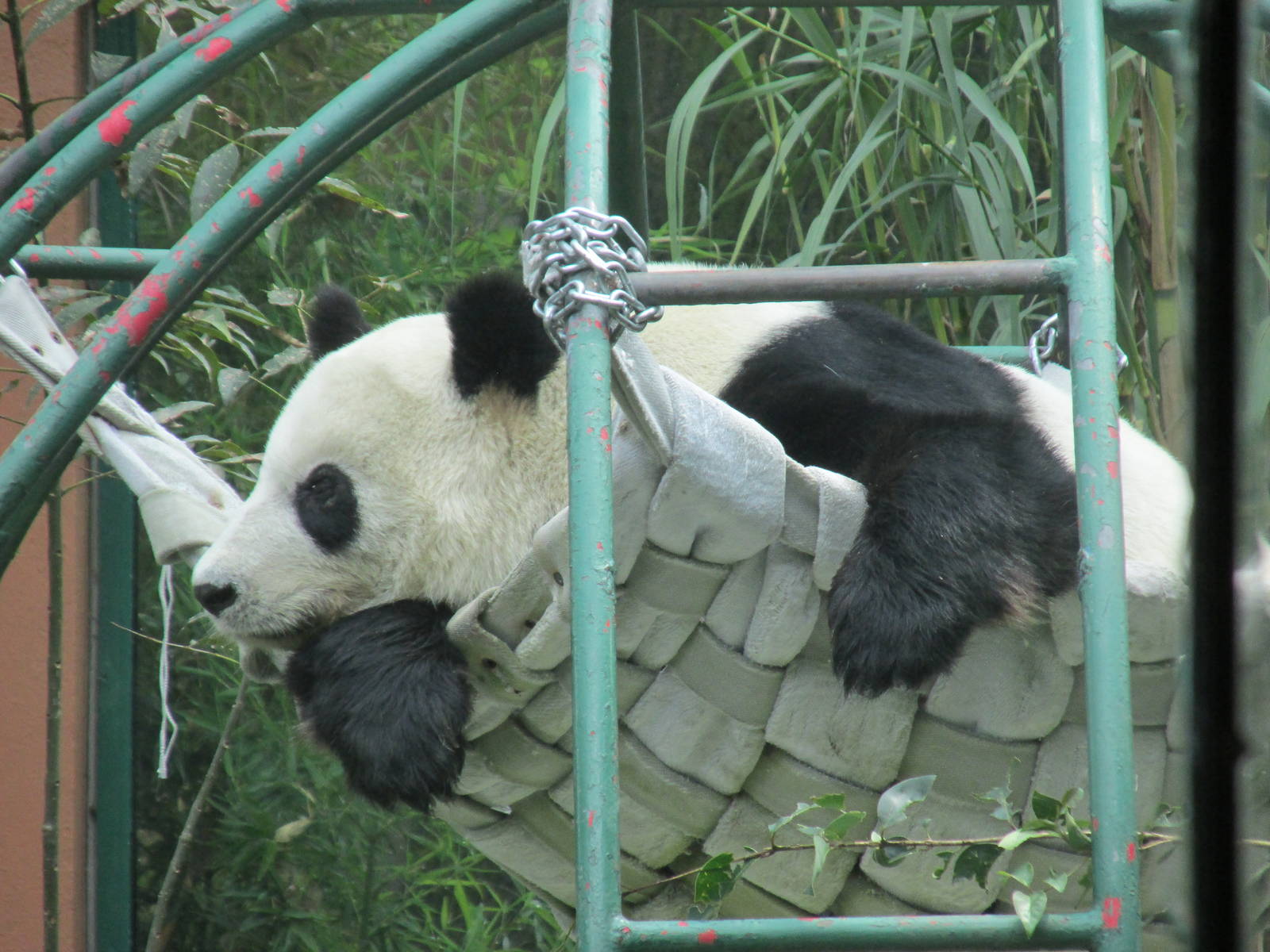 giant panda Xin -Xin Chapultepec Zoo
