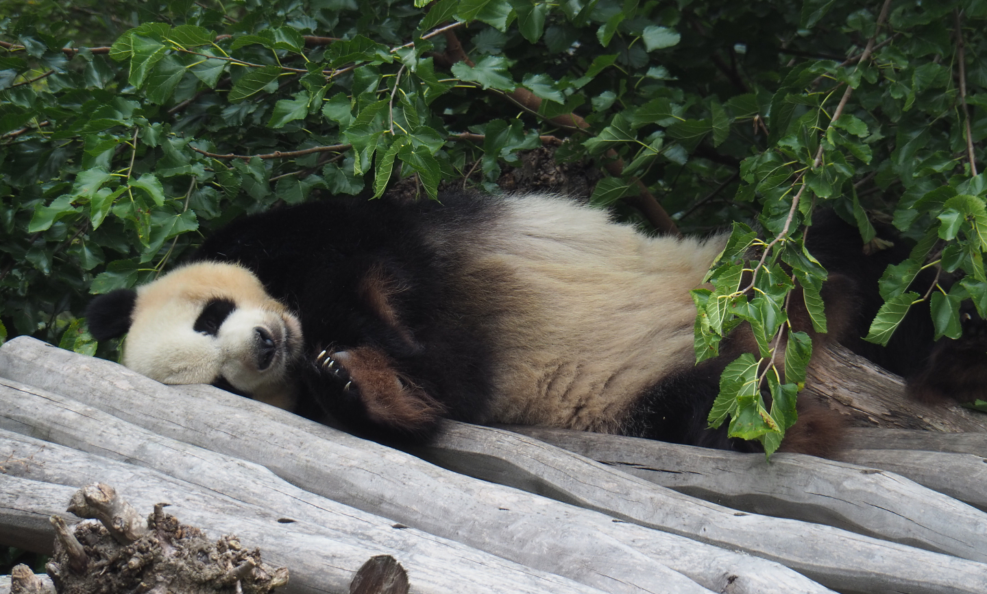 Giant panda Xing Hui (Ailuropoda melanoleuca), 2020-09-03
