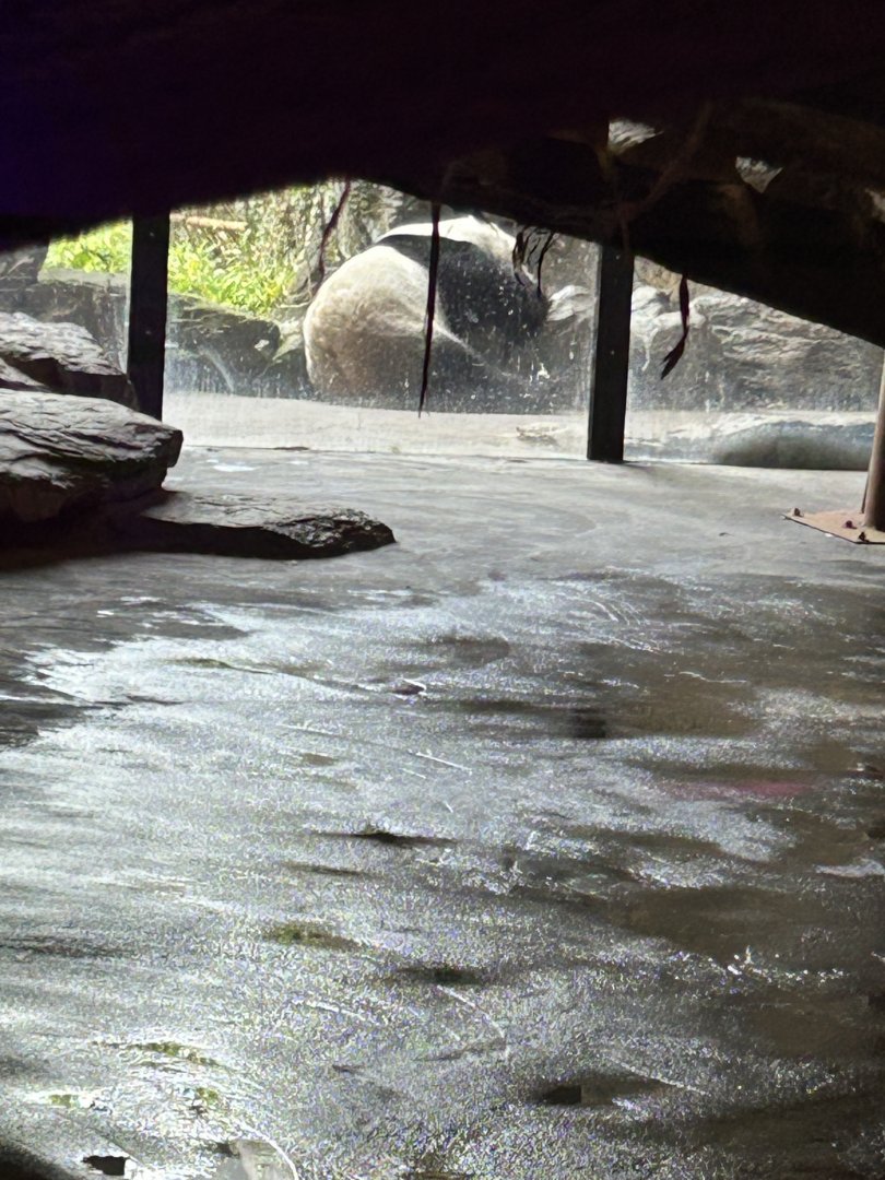 Giant panda Xing Hui