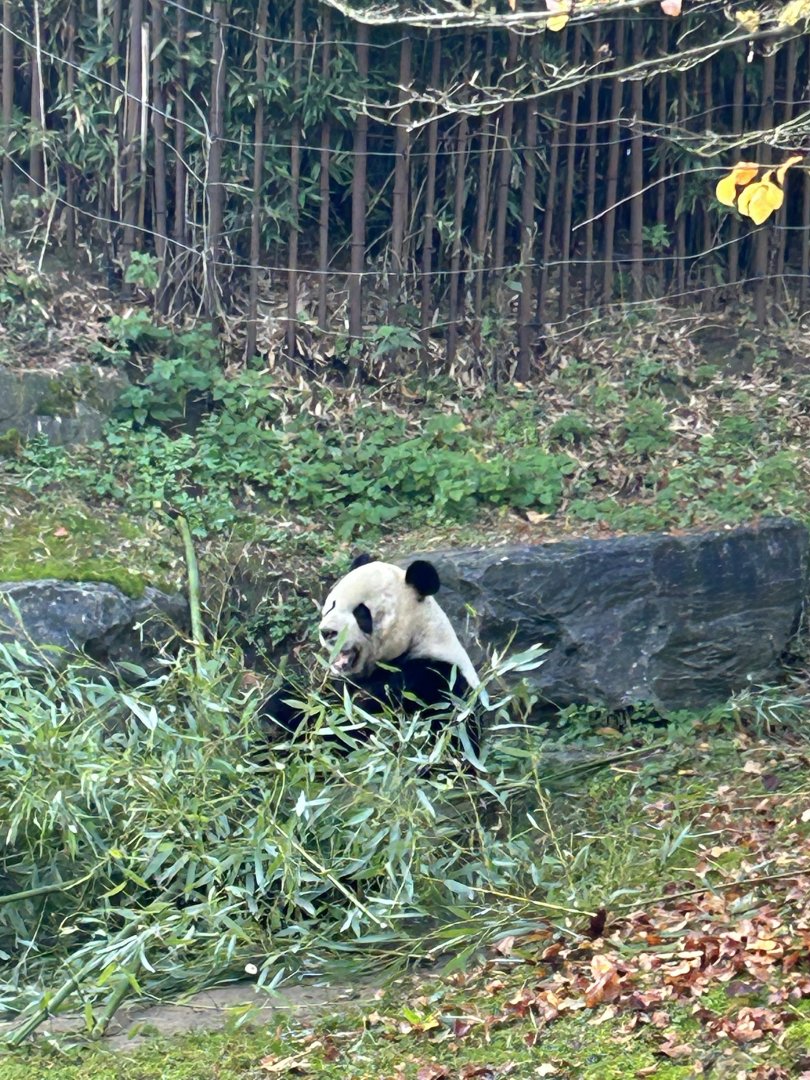 Giant panda Xing Hui