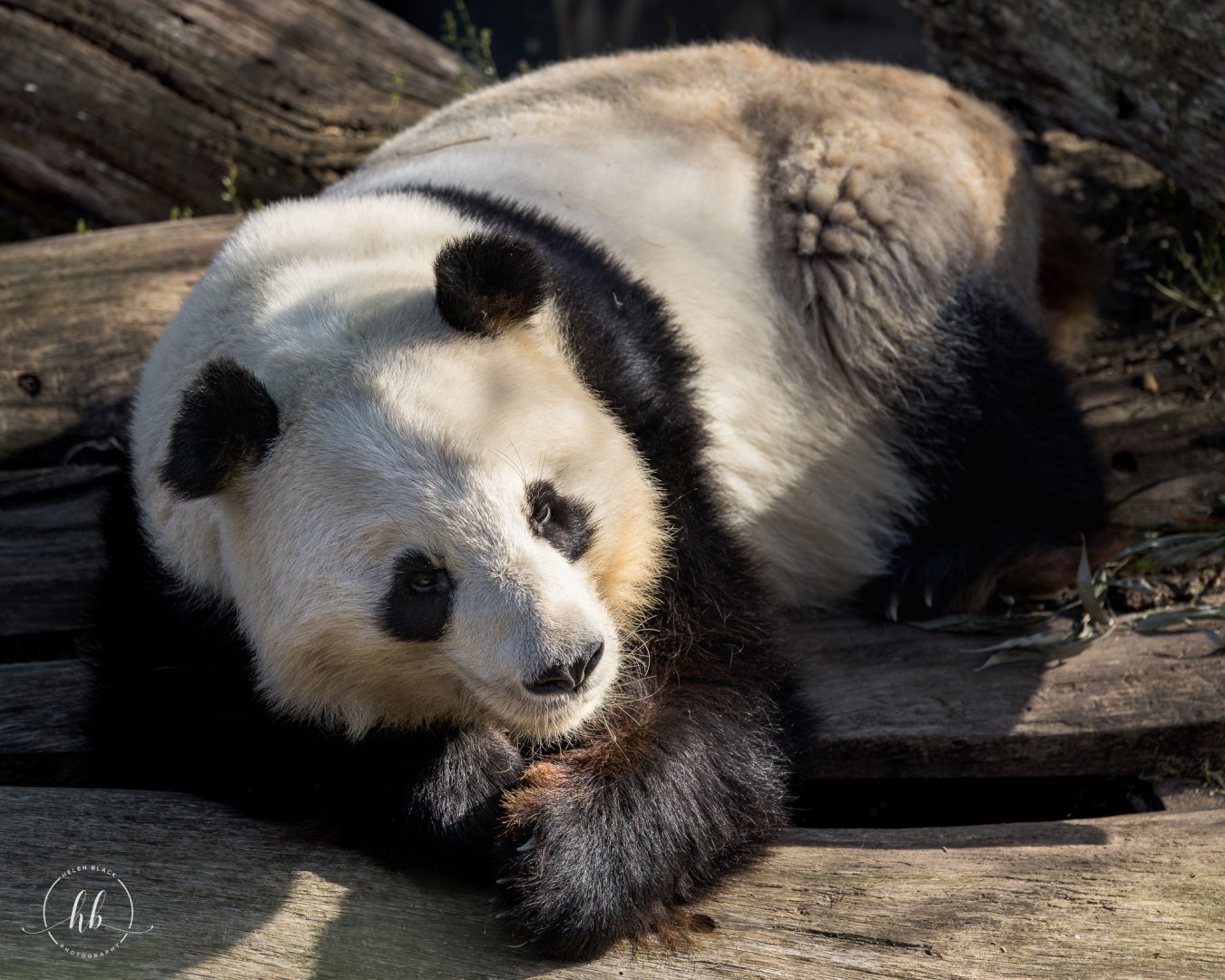 Giant Panda Xing (m)/ Copenhagen / 30-9-24